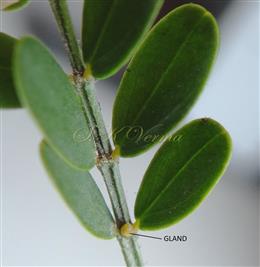  Leaf - A gland between 2 basal leaflets